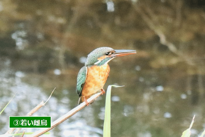 古伊万里　カワセミ 古伊万里 カワセミ 【公式通販】