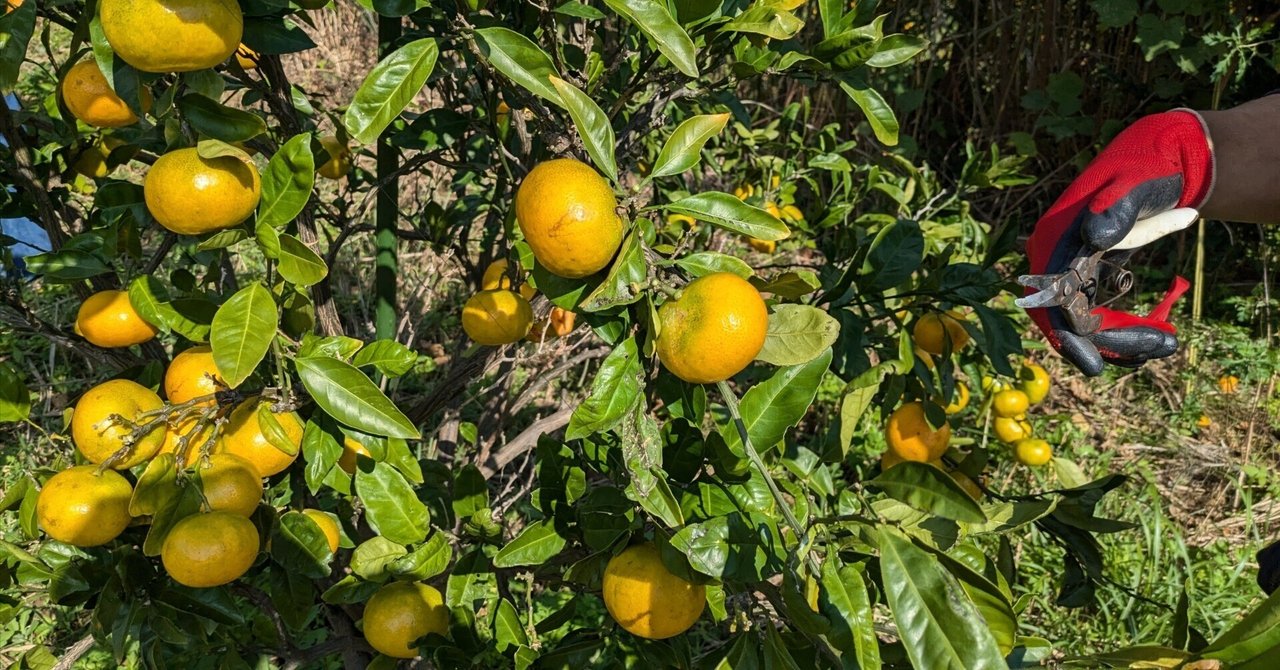 興津早生みかん収穫が始まりました🍊｜たかくら