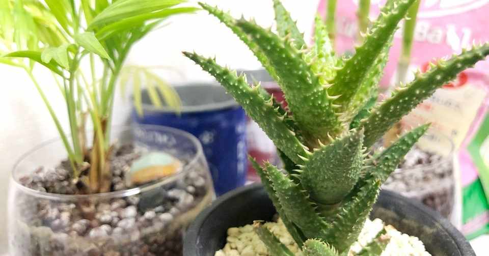サボテンを枯らしてしまう私の 観葉植物の選び方 枯らさない育て方