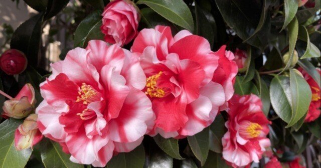 椿 2539002ee30fa403173f175c9b6aa5