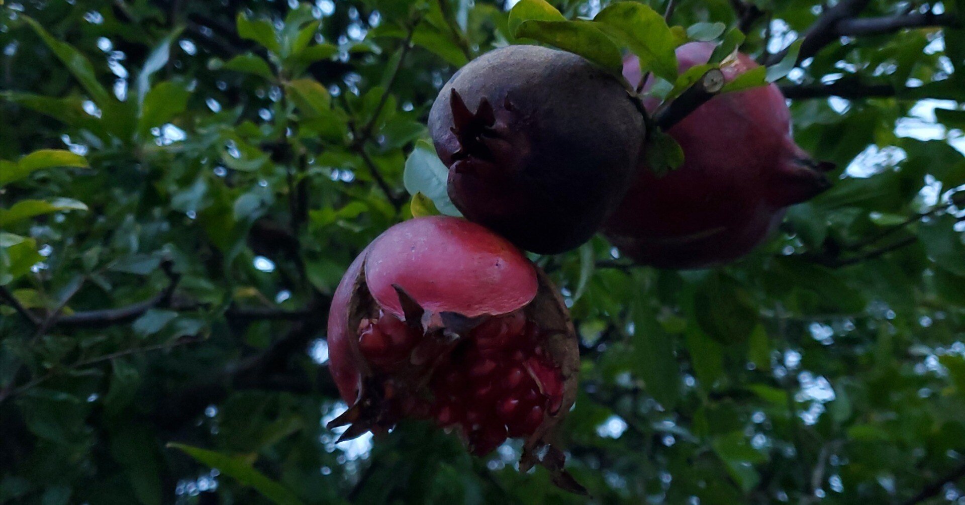 241107 立冬にまだ柘榴の実｜3Q