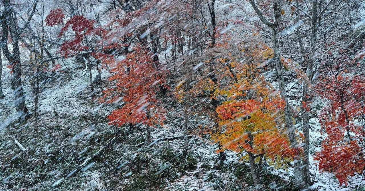 初雪と紅葉|風景写真 四季の山旅