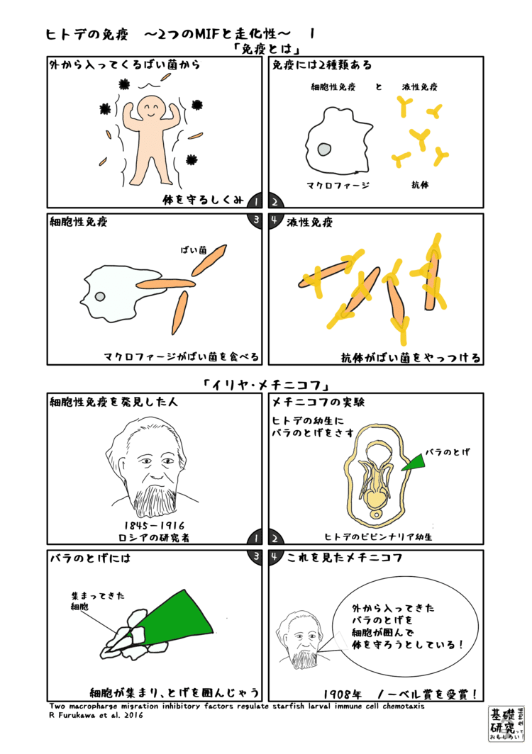 ヒトデの免疫 2つのmifと走化性 かわいせーざん 基礎研究っておもしろい 生物編 Note ヒトデの免疫 2つのmifと走化性 かわいせーざん 基礎研究っておもしろい 生物編 Note
