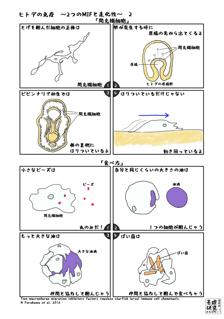 ヒトデの免疫 2つのmifと走化性 かわいせーざん 基礎研究っておもしろい 生物編 Note ヒトデの免疫 2つのmifと走化性 かわいせーざん 基礎研究っておもしろい 生物編 Note
