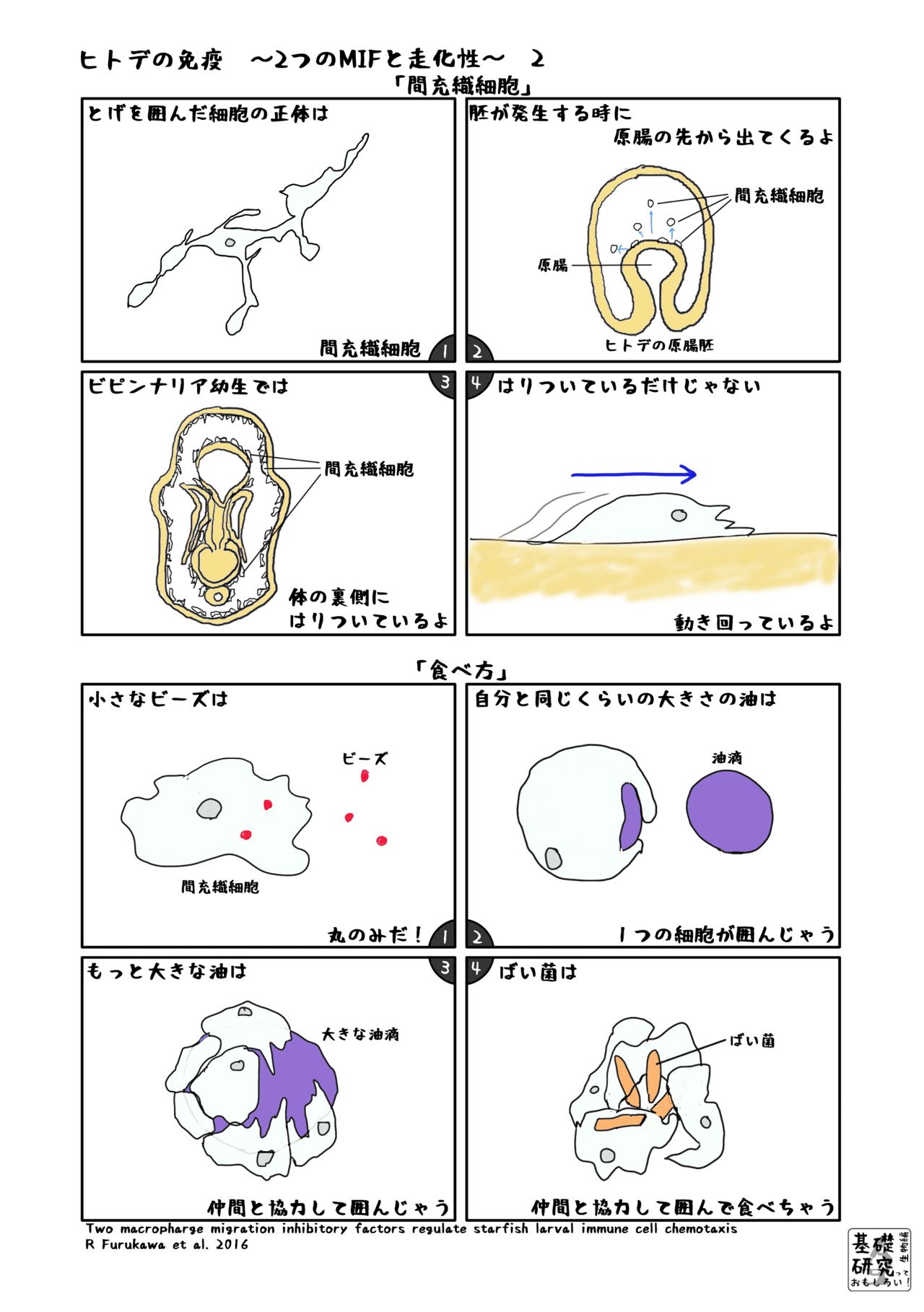 A5ヒトデの免疫2