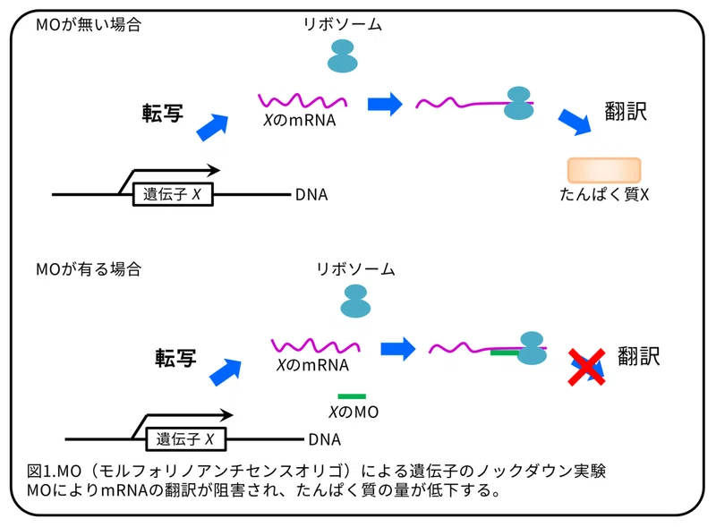 ヒトデの免疫 2つのmifと走化性 論文紹介 簡易版 かわいせーざん 基礎研究っておもしろい 生物編 note
