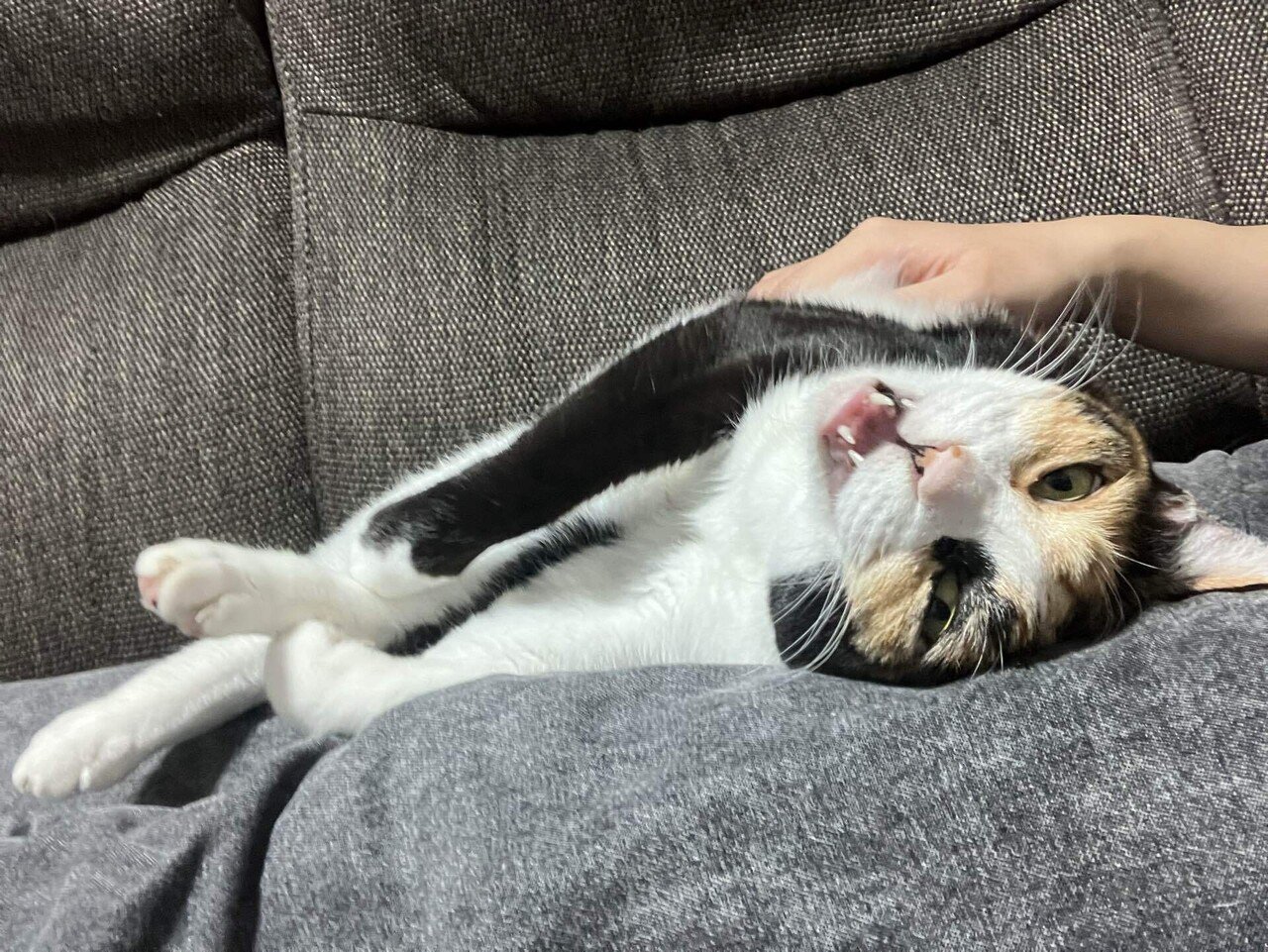 完全室内飼いの猫が脱走した時にまずすべきこと〜迷子から帰還