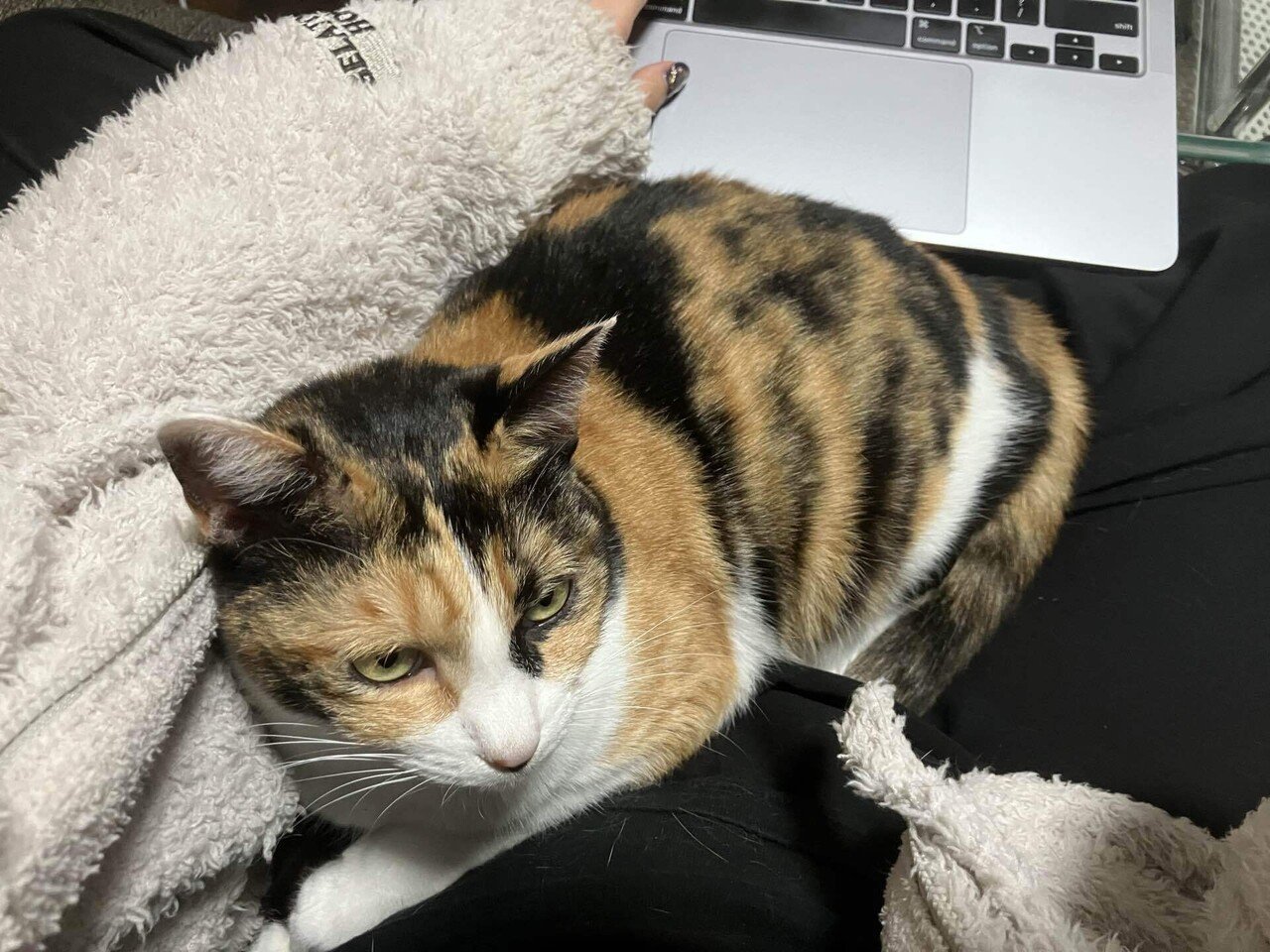 完全室内飼いの猫が脱走した時にまずすべきこと〜迷子から帰還