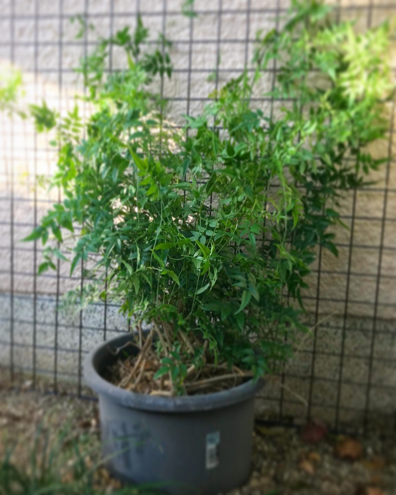朝からジャスミンに伸びる方向がわかりやすくなるように ネットを後ろに置いてみました かなり蔓 が伸びてきていたんだけど 伸びていく方向がわからなかったので 他の蔓とからまりながら同じ所をぐるぐるぐるしてま Kokuu Note