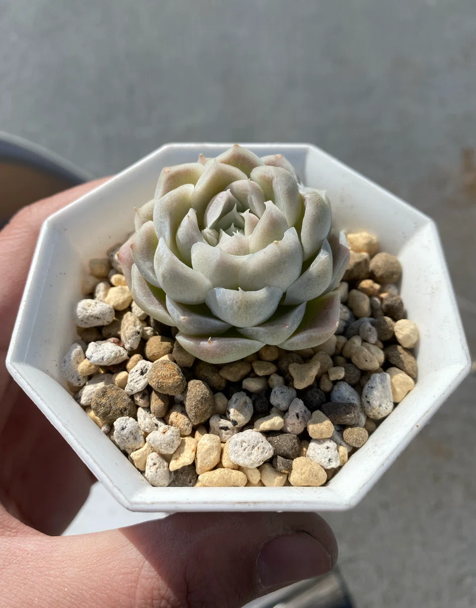 多肉植物韓国輸入苗ヒューミリス発根済み （多肉植物エケベリア
