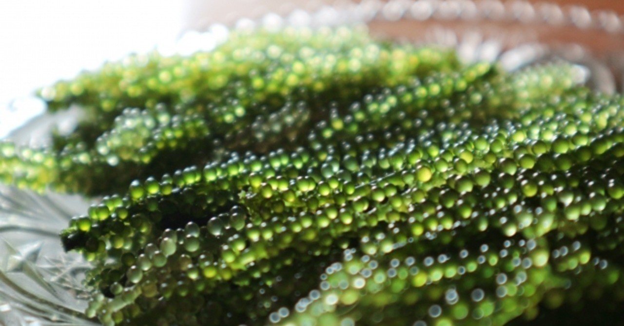 海ぶどうはどこに売ってる スーパーとかで買えますか 売ってるちゃん Note