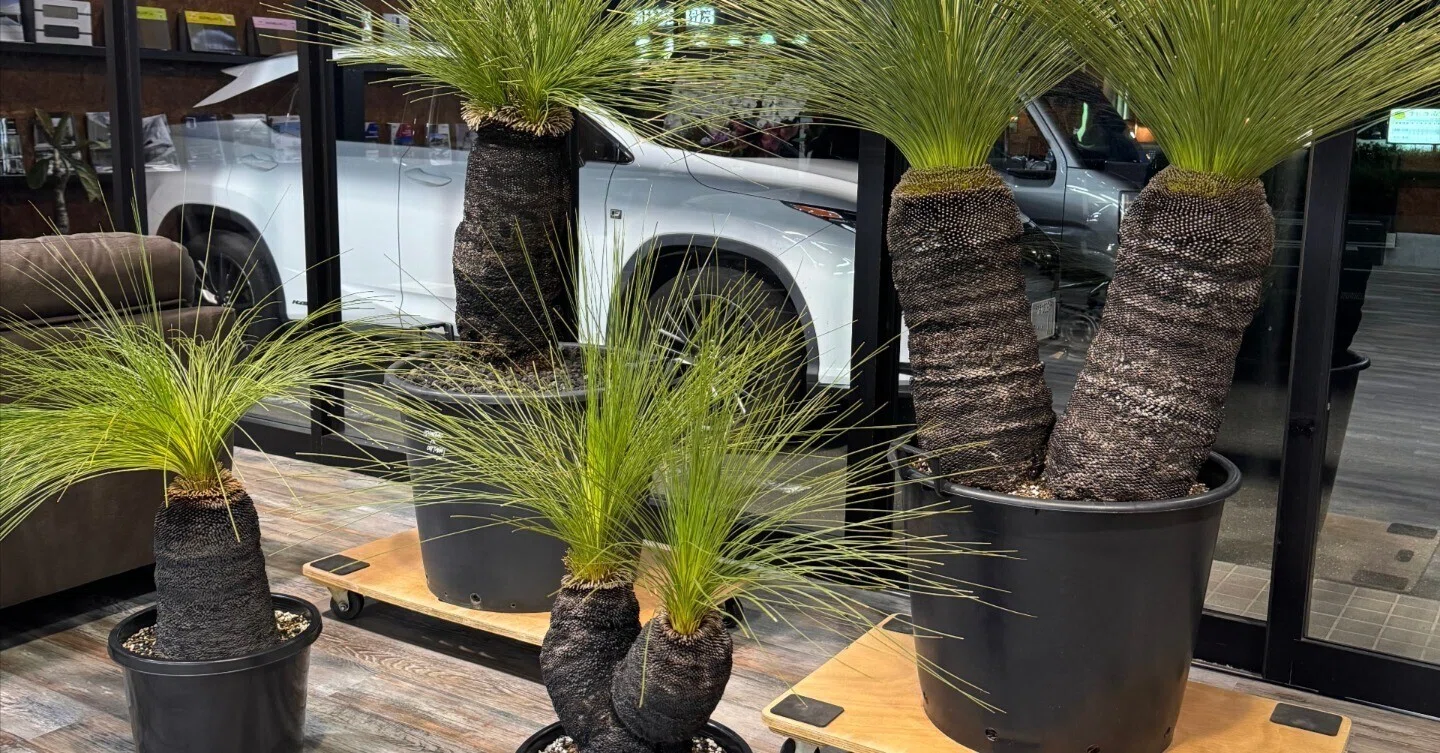 専用　クサントロエア　グラウカ　ブラックボーイ　ドライガーデン　ロックガーデン e-Gardenのロゴには・・・｜e-Garden【イーガーデン】-浜松市-ロック