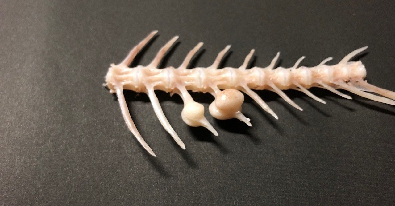 魚の骨っぽい枯木 魚の骨っぽい枯木 魚の骨っぽい枯木