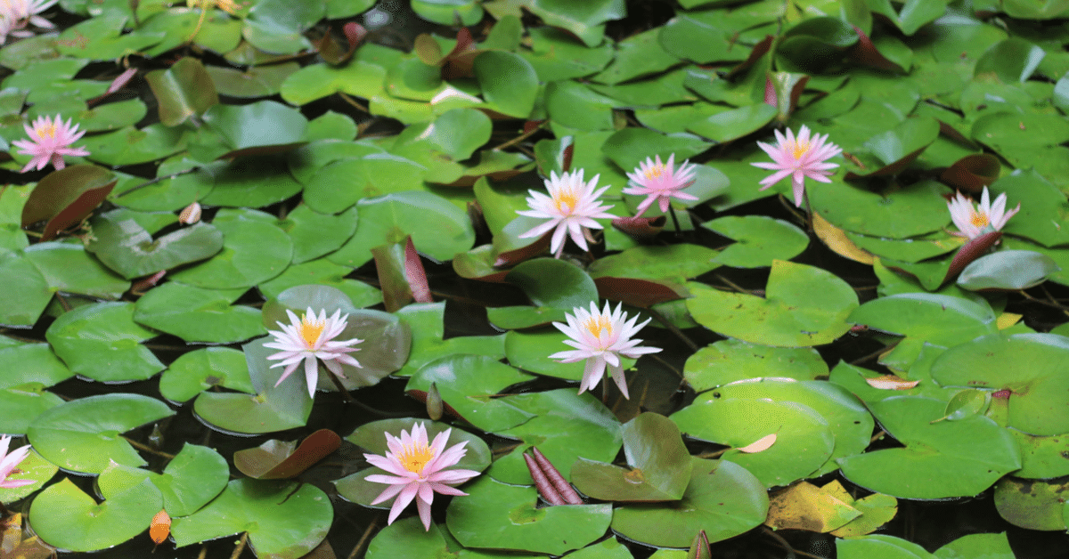 Memorial Donations in honor of Dr. Hirofumi Uzawa, who