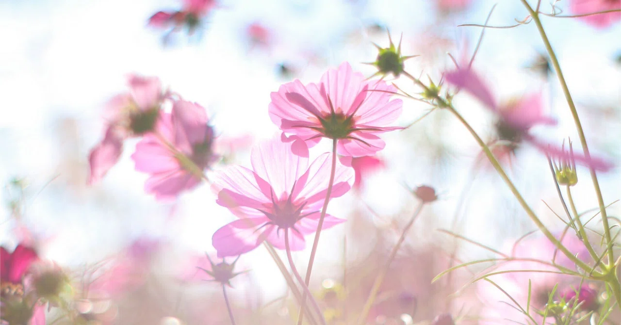 Flower Stroll #28 ~Autumn Color Stroll * Cosmos at Showa Kinen Park ...