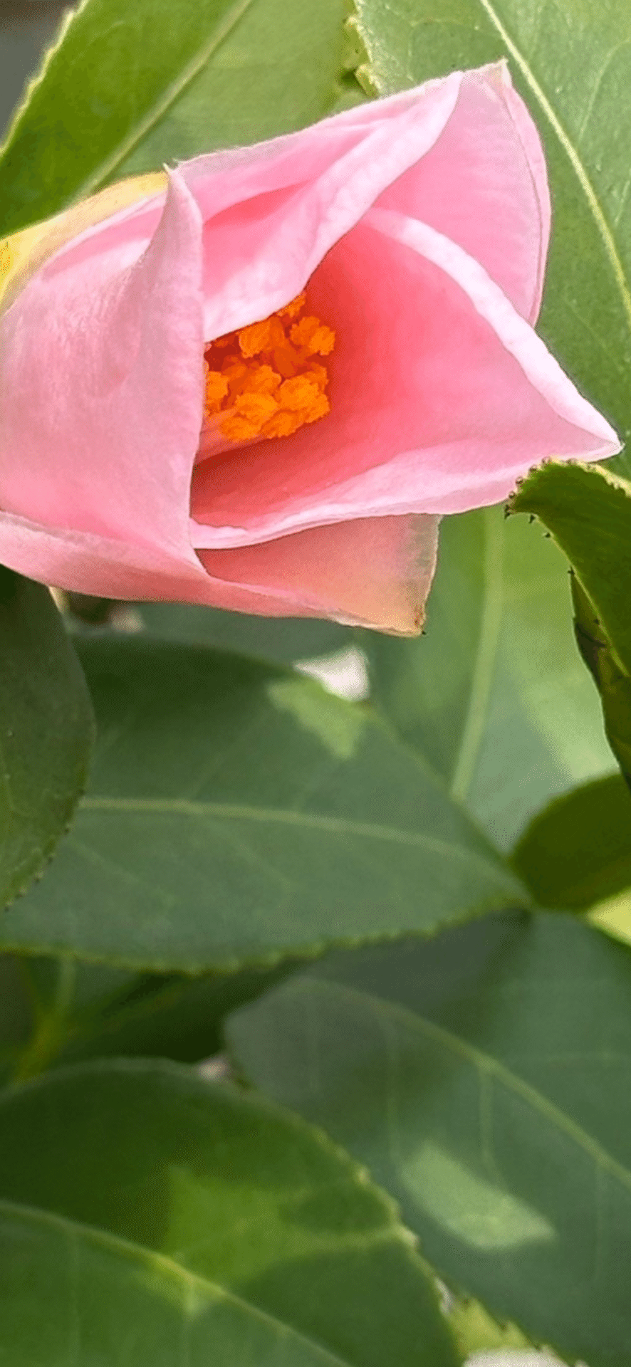 雪渓に寒椿に寄り添う雀 椿園オンラインショップ / 擬雪・ぎせつ
