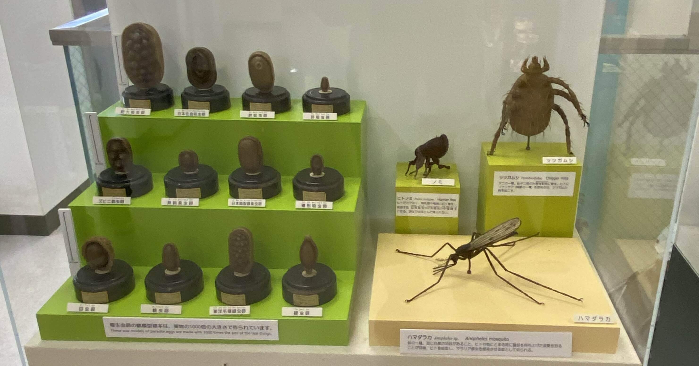 目黒寄生虫館❣️｜モリック