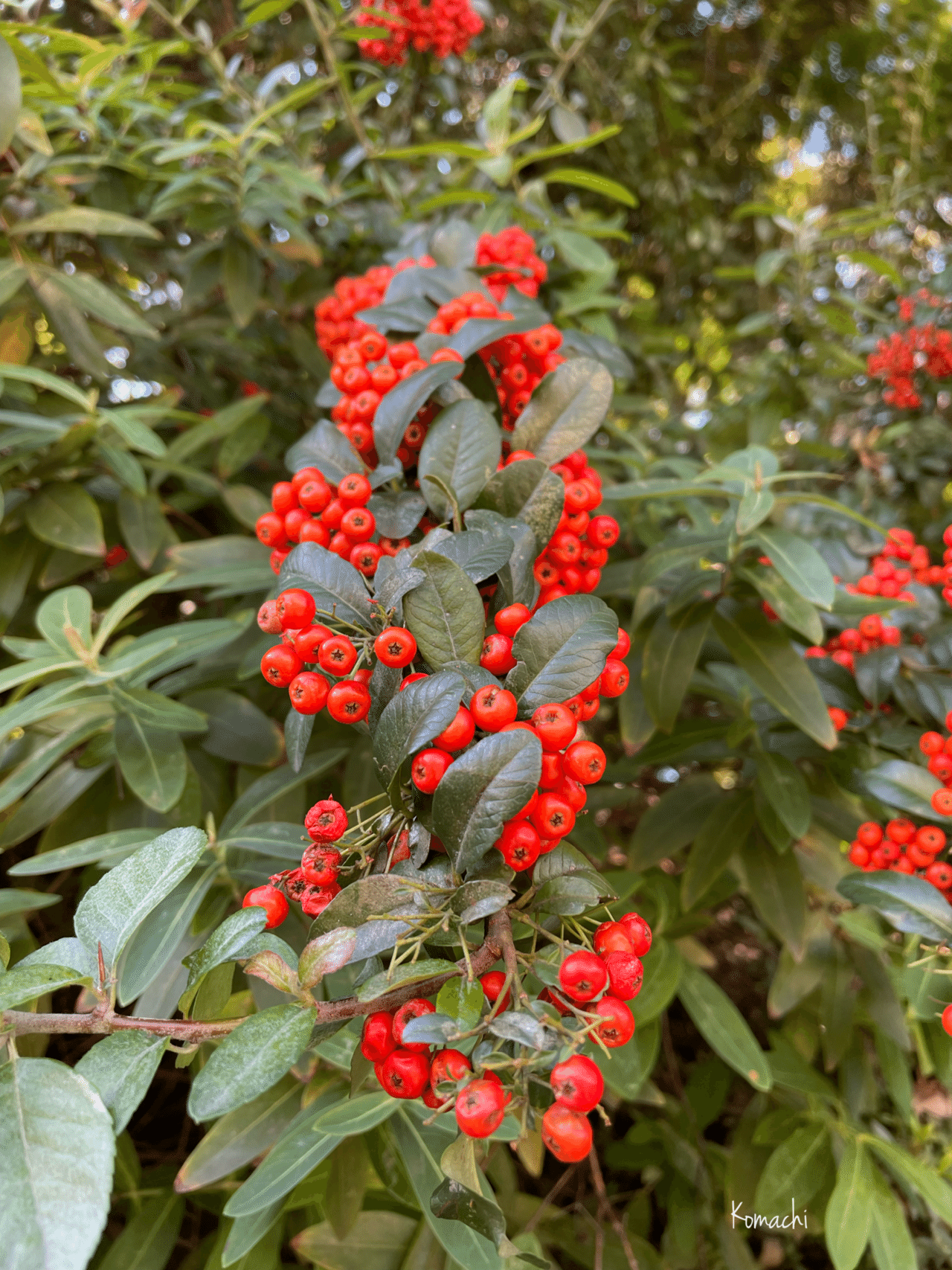 赤い実 公園の赤い実｜こまち