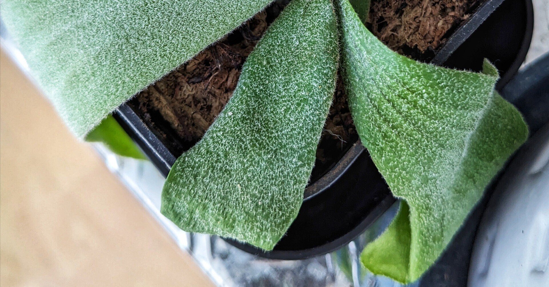 ビカクシダを、腰水、水なしで育てた場合の成長速度を比較した|kako-jun ビカクシダを、腰水、水なしで育てた場合の成長速度を比較した|kako-jun