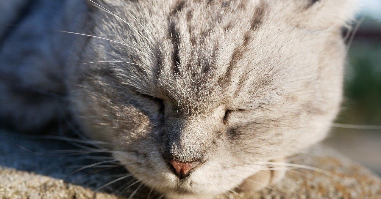 人間に疲れたな という時は動物の画像を見るに限る さやか 戸崎 佐耶佳 Note