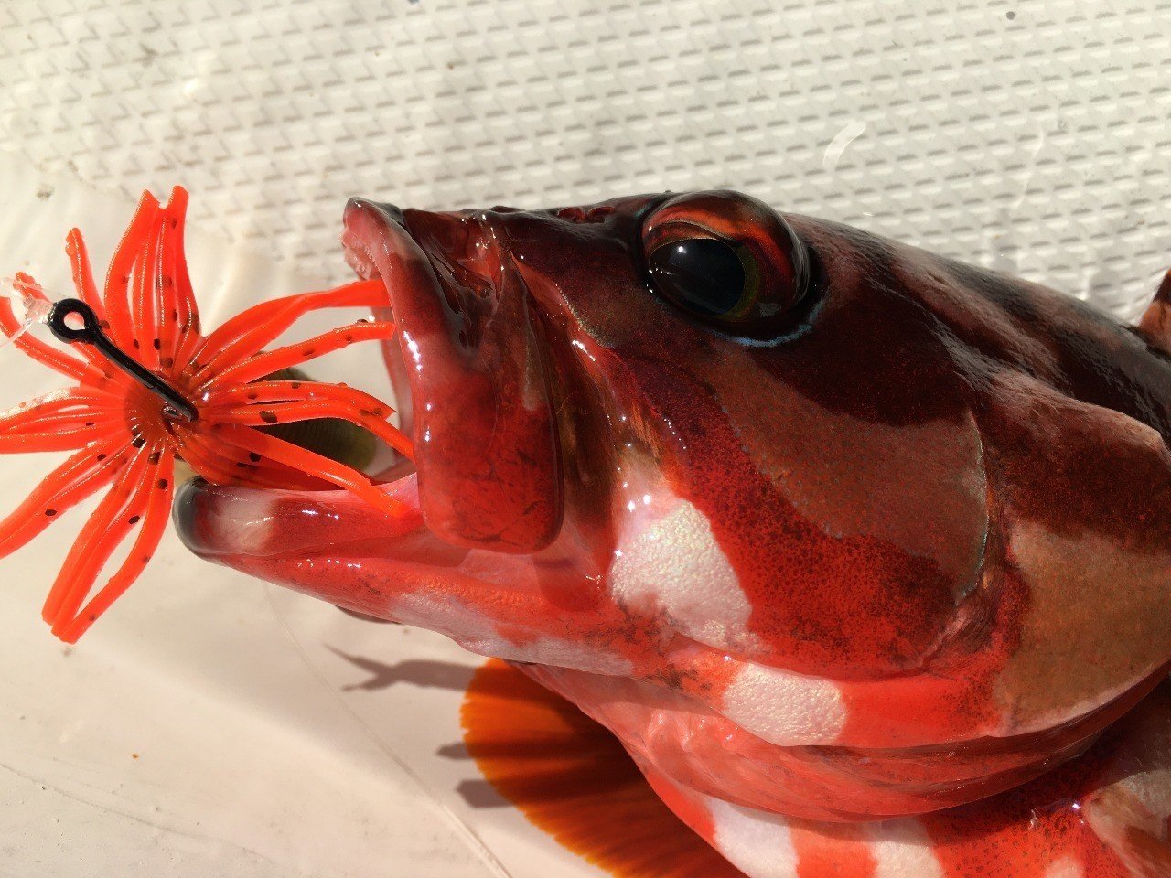 ハタゲーム ほぼアカハタ 東伊豆 Nori Anglers Note ハタゲーム ほぼアカハタ 東伊豆 Nori Anglers Note