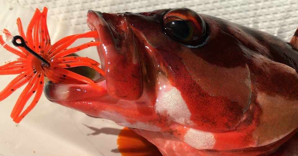 ハタゲーム ほぼアカハタ 東伊豆 Nori Anglers Note