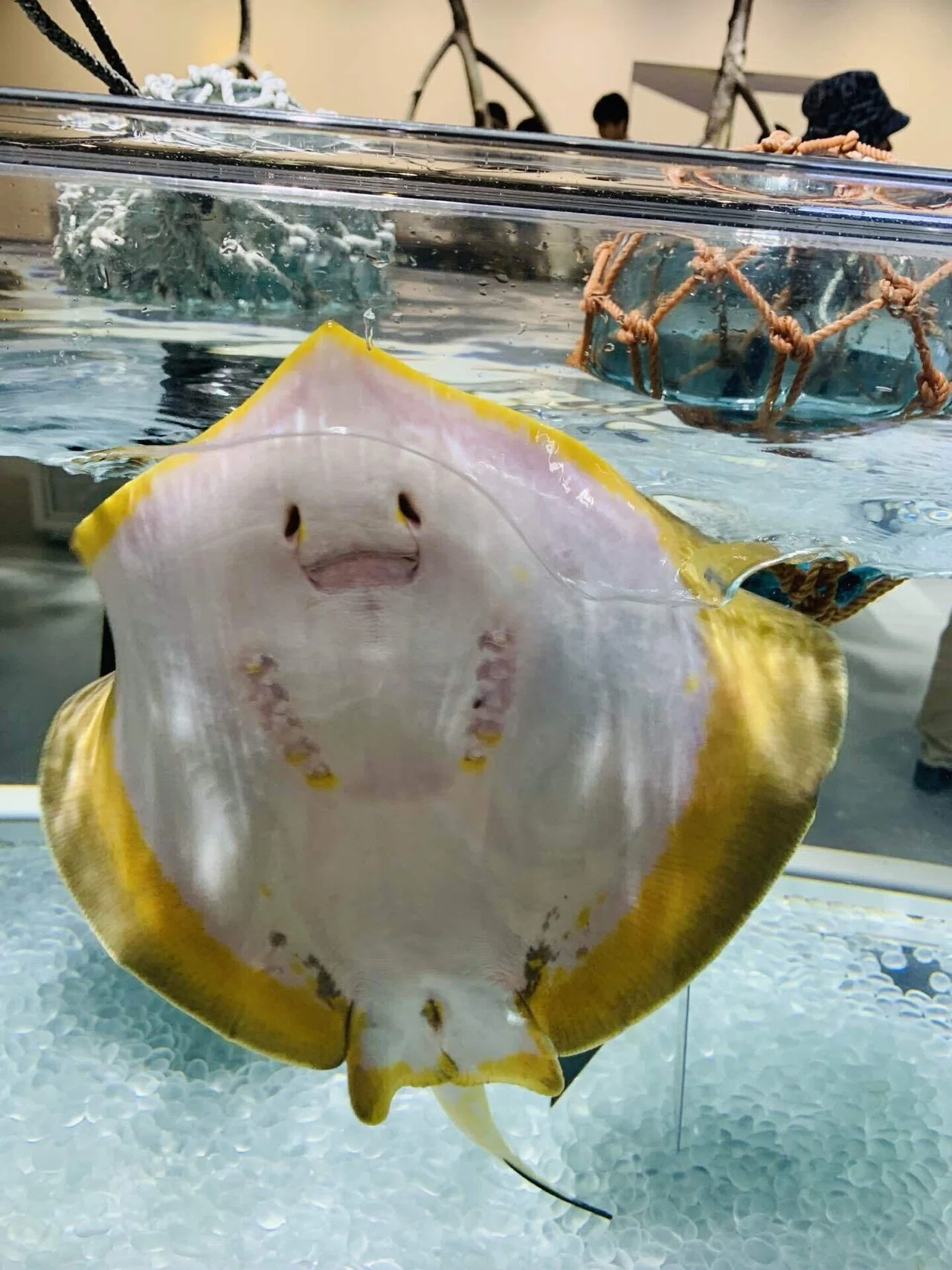 ノーザンライツ（水）エイ エイを撮るならここに行け！ニフレルレポ｜あやちゃん