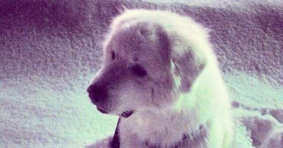 老衰ってなに Waraakiko Note