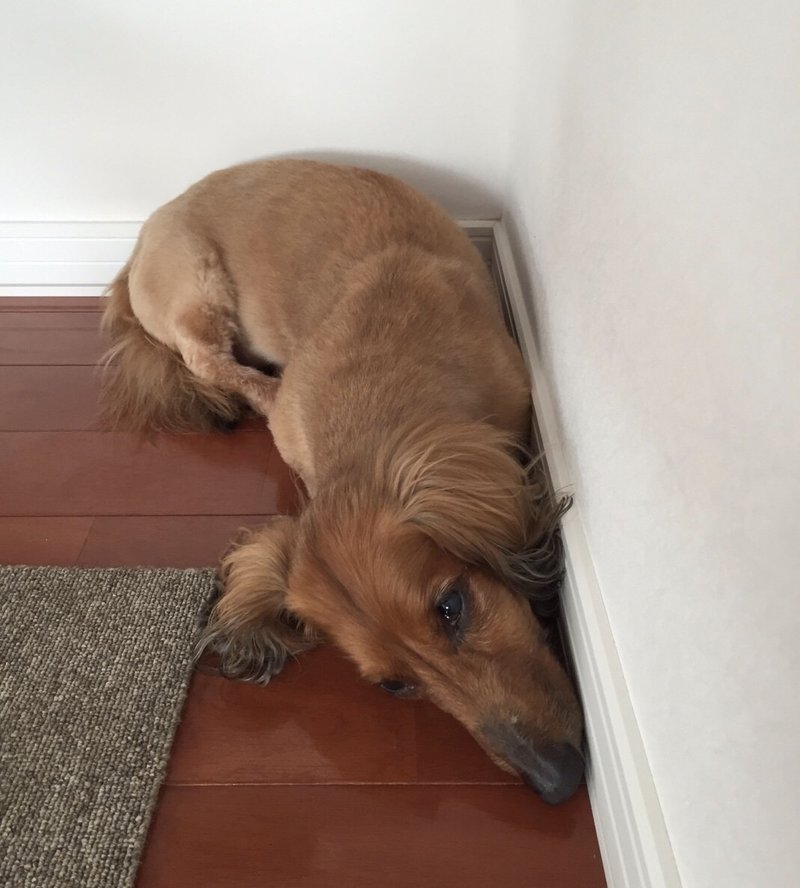 顔に出てますよ 自分の気持ちに素直な犬たちがわかりやすくてカワイイ件 いい部屋ペット いい部屋ネット 公式 Note