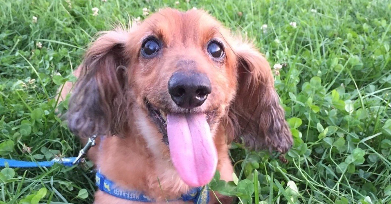 顔に出てますよ 自分の気持ちに素直な犬たちがわかりやすくてカワイイ件 いい部屋ペット いい部屋ネット 公式 Note