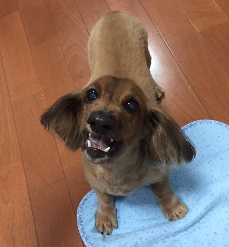 顔に出てますよ 自分の気持ちに素直な犬たちがわかりやすくてカワイイ件 いい部屋ペット いい部屋ネット 公式 Note 顔に出てますよ 自分の気持ちに素直な犬たちがわかりやすくてカワイイ件 いい部屋ペット いい部屋ネット 公式 Note