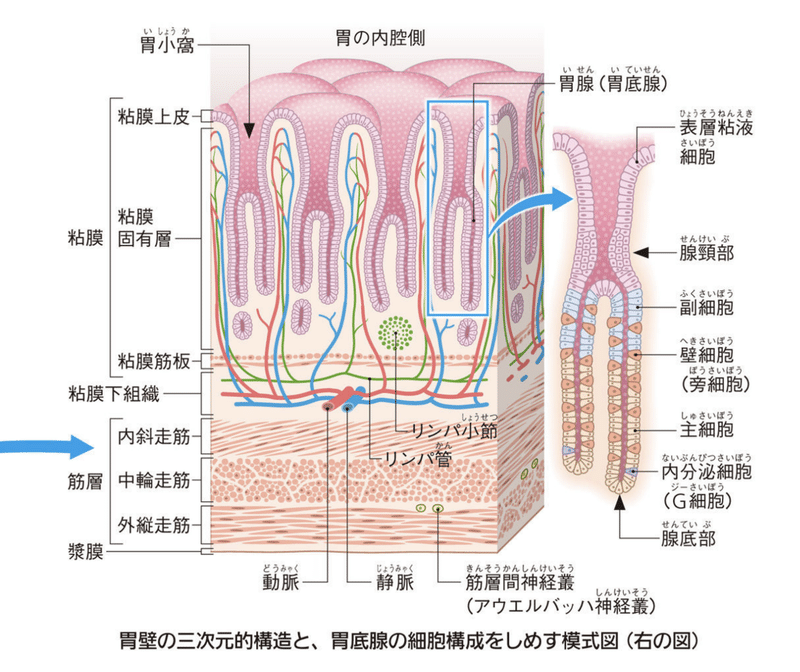お腹の不調の原因は 栄養失調 だった ごう先生 漢方臨床家 薬剤師 腸活 Note お腹の不調の原因は 栄養失調 だった ごう先生 漢方臨床家 薬剤師 腸活 Note