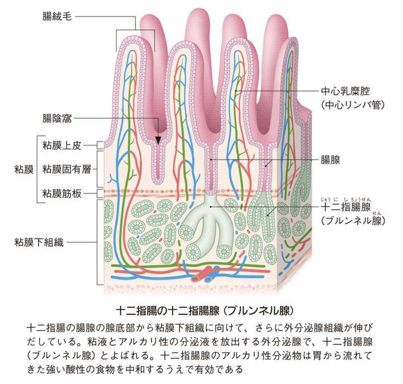 お腹の不調の原因は 栄養失調 だった ごう先生 漢方臨床家 薬剤師 腸活 Note お腹の不調の原因は 栄養失調 だった ごう先生 漢方臨床家 薬剤師 腸活 Note