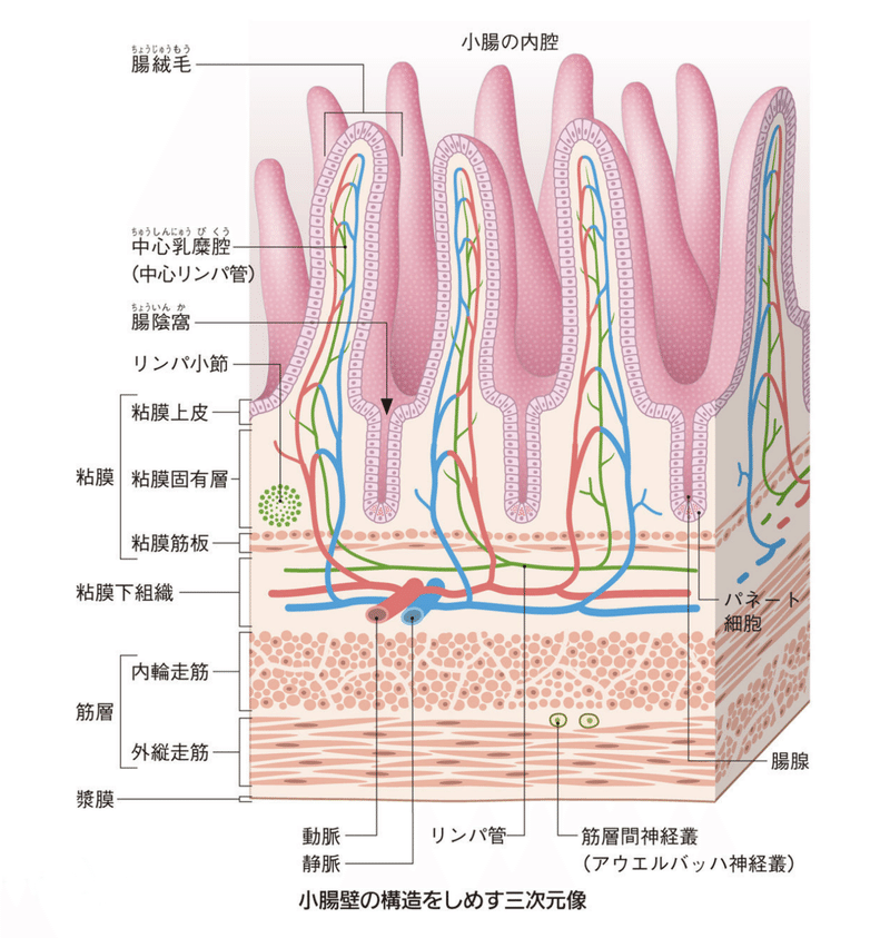 お腹の不調の原因は 栄養失調 だった ごう先生 漢方臨床家 薬剤師 腸活 Note