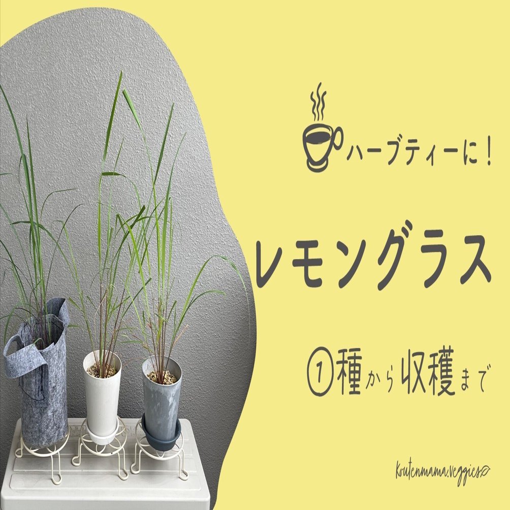 無農薬 レモングラス 抜き苗 3本  東京から発送☆ 無農薬 レモングラス 抜き苗 3本 東京から発送☆ 有機レモングラス苗