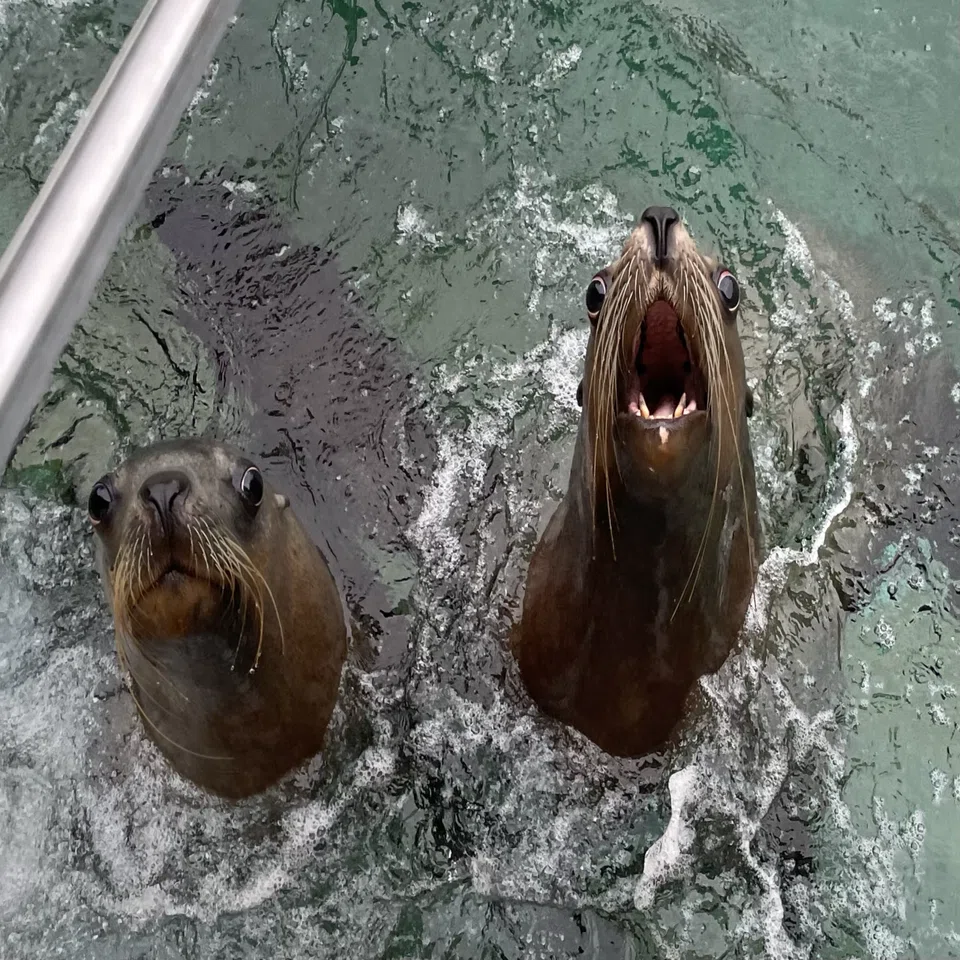 動物たちの歯の話｜桂浜水族館 公式