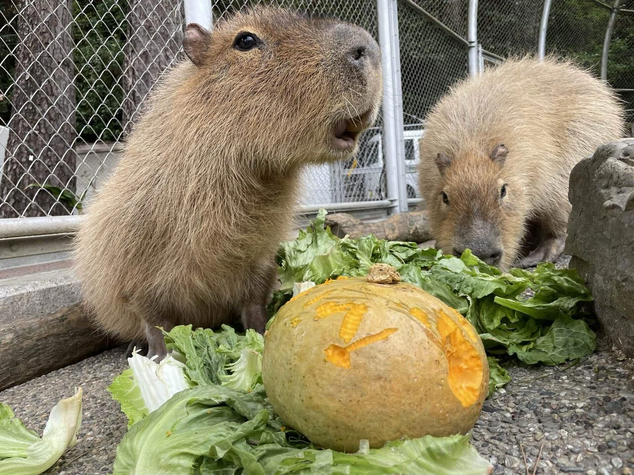 動物たちの歯の話｜桂浜水族館 公式