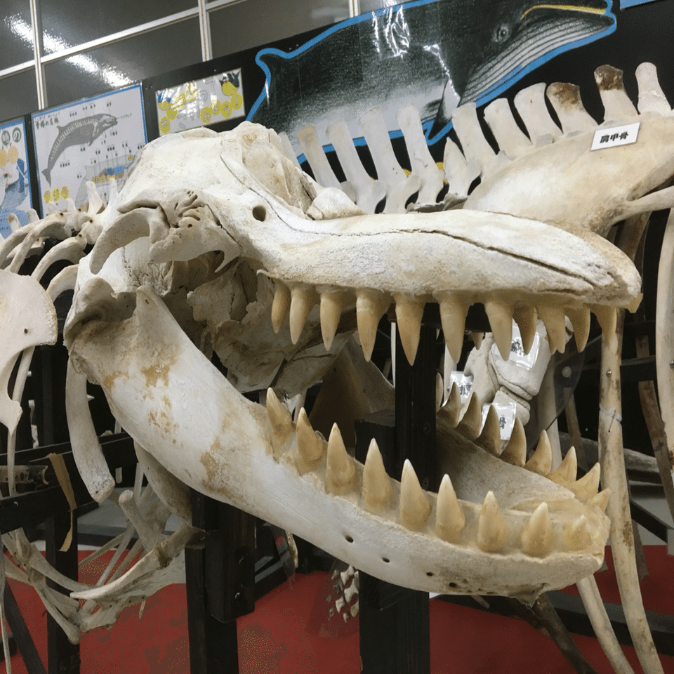 動物たちの歯の話｜桂浜水族館 公式