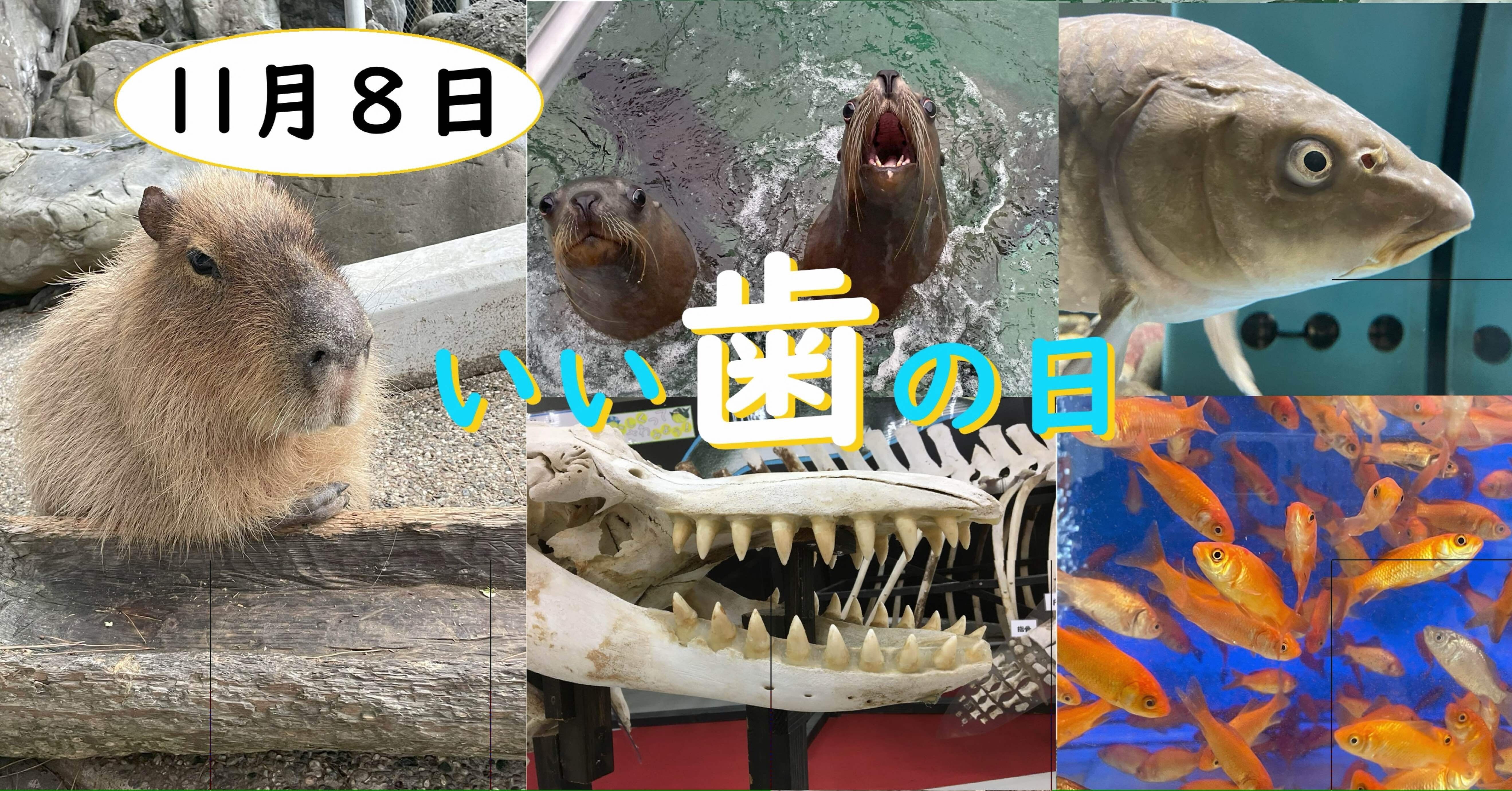 動物たちの歯の話｜桂浜水族館 公式