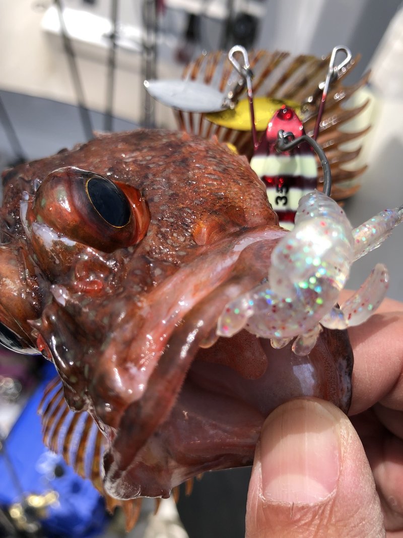 ハタゲーム ほぼアカハタ 東伊豆 Nori Anglers Note ハタゲーム ほぼアカハタ 東伊豆 Nori Anglers Note