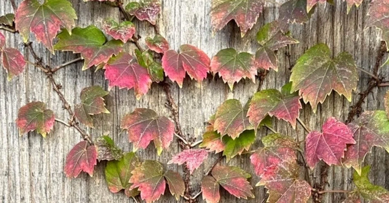 ツタ 秋の到来と共に紅色に支配されていく葉｜EGGSEED