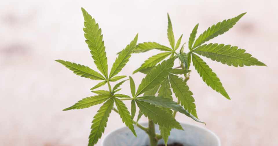 別に 完全合法で大麻 マリファナ が吸える国 つちけん Note