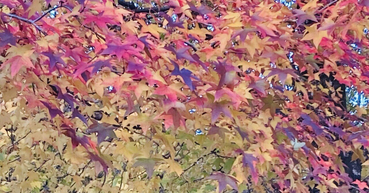 モミジバフウ　アメリカフウ　8株まとめ モミジバフウ アメリカフウ 8株まとめ モミジバフウ Liquidambar