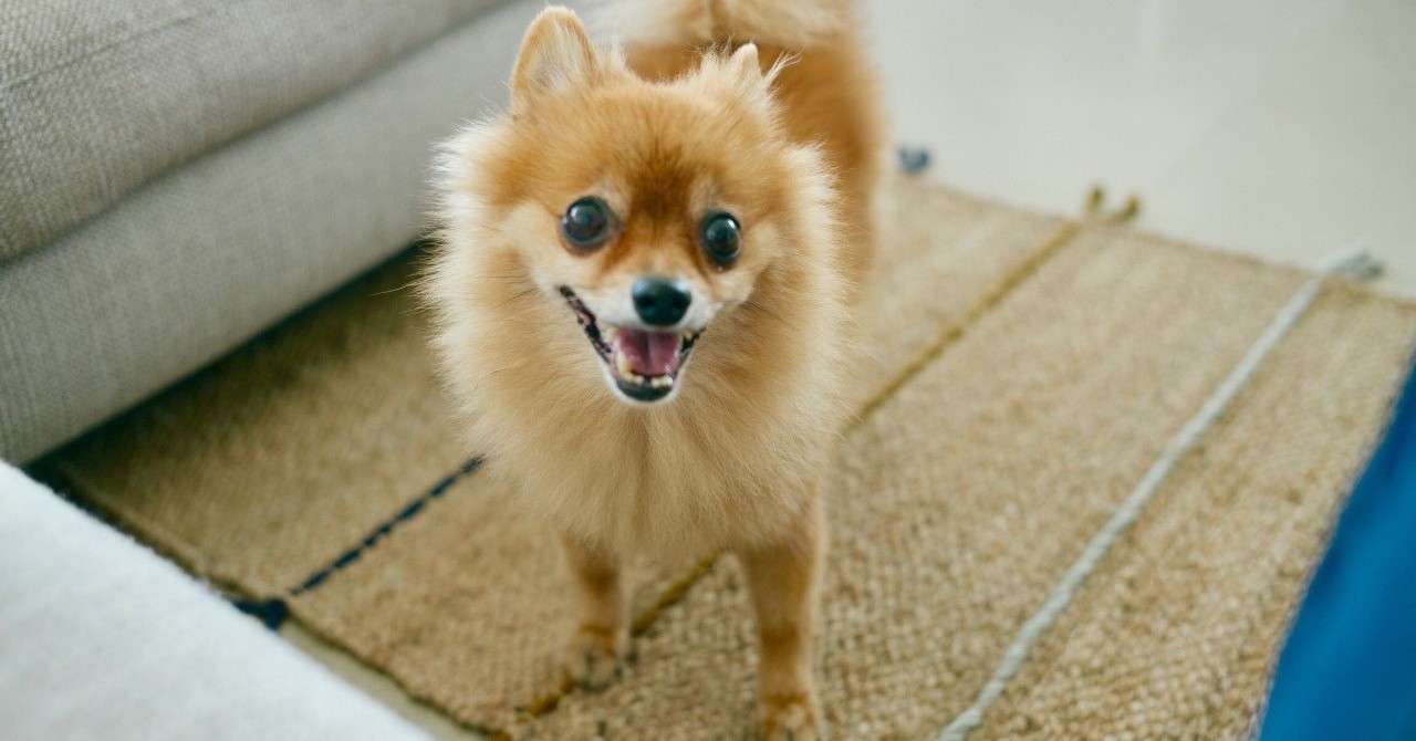 イスラムの国での犬との暮らし 由梨 Note