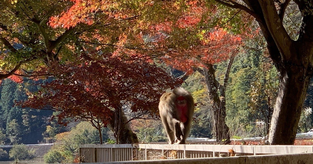 秋の関東穴場 名栗湖観光 Yusuke Maekawa Note 秋の関東穴場 名栗湖観光 Yusuke Maekawa Note