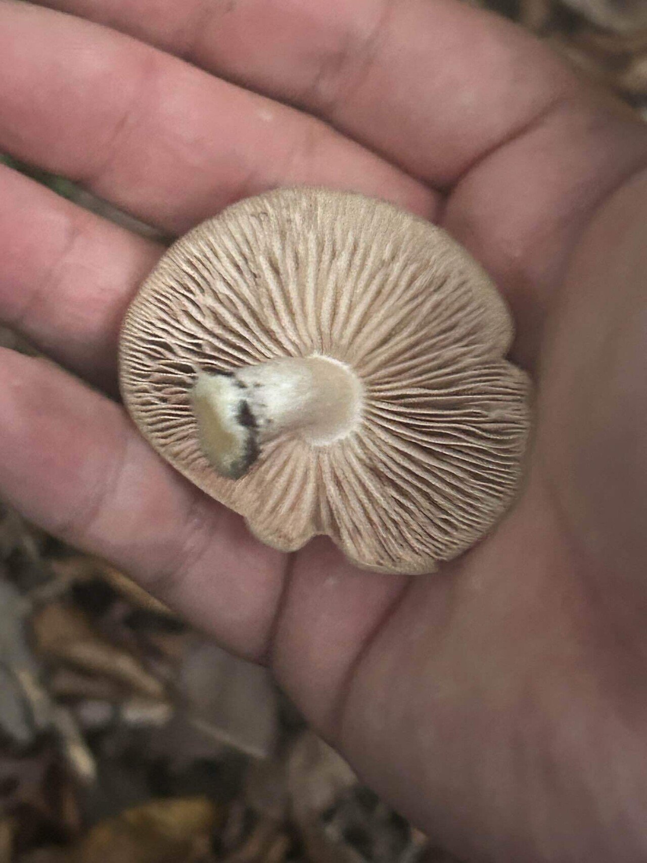 盆栽babyの主観100%！その辺を歩いてて生えてそうなおすすめキノコ