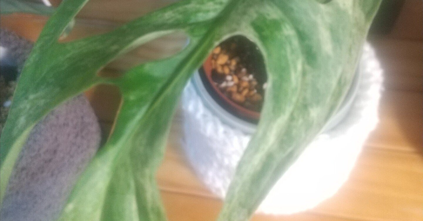 斑入りマドカズラ】ミント斑だけど……なんだろ?|micyu 斑入りマドカズラ】ミント斑だけど……なんだろ?|micyu