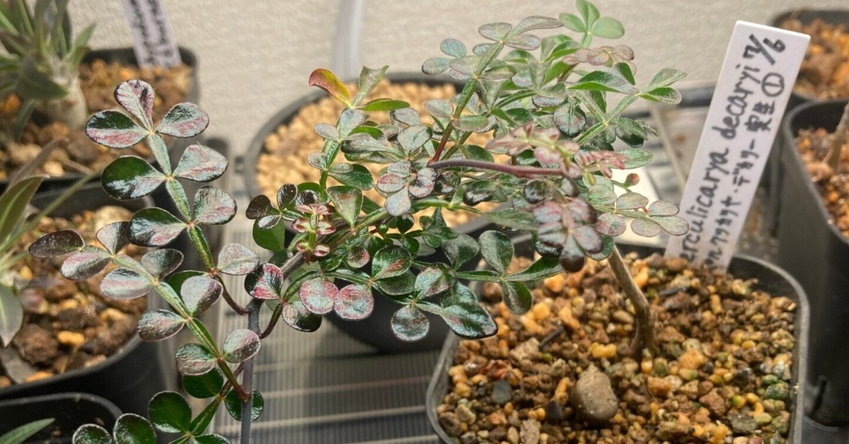 オペルクリカリア・デカリー実生 Pt.3｜.plants bless you.