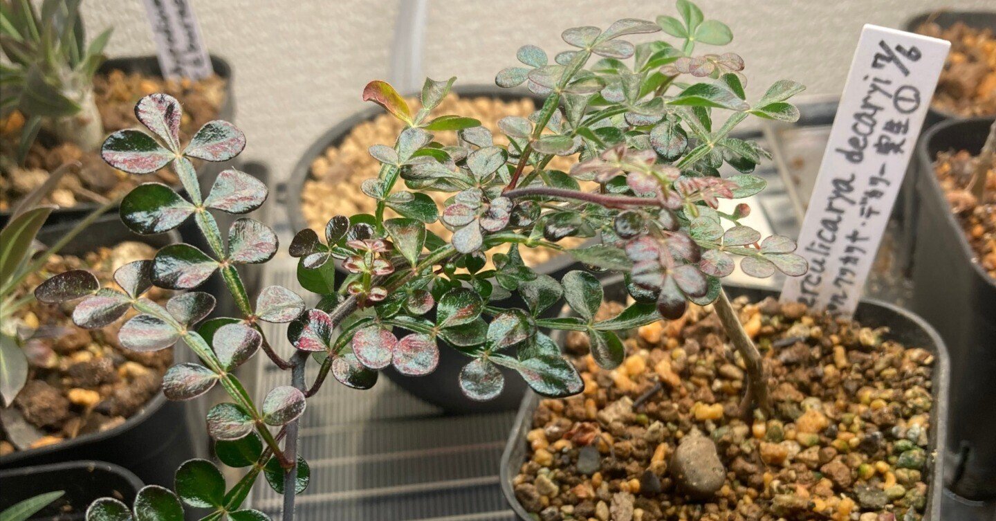 オペルクリカリア・デカリー実生 Pt.3|.plants bless you. オペルクリカリア・デカリー実生 Pt.3|.plants bless you.