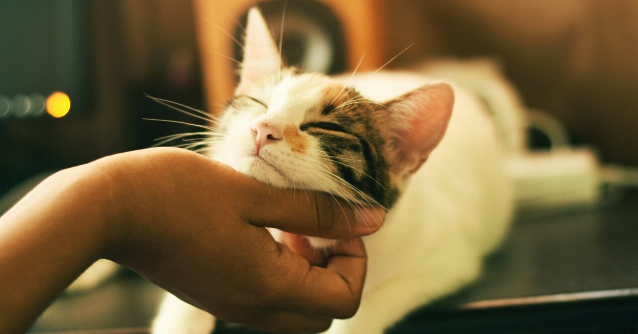 猫との暮らしを豊かにする！知っておきたい６つのポイント｜Misaki